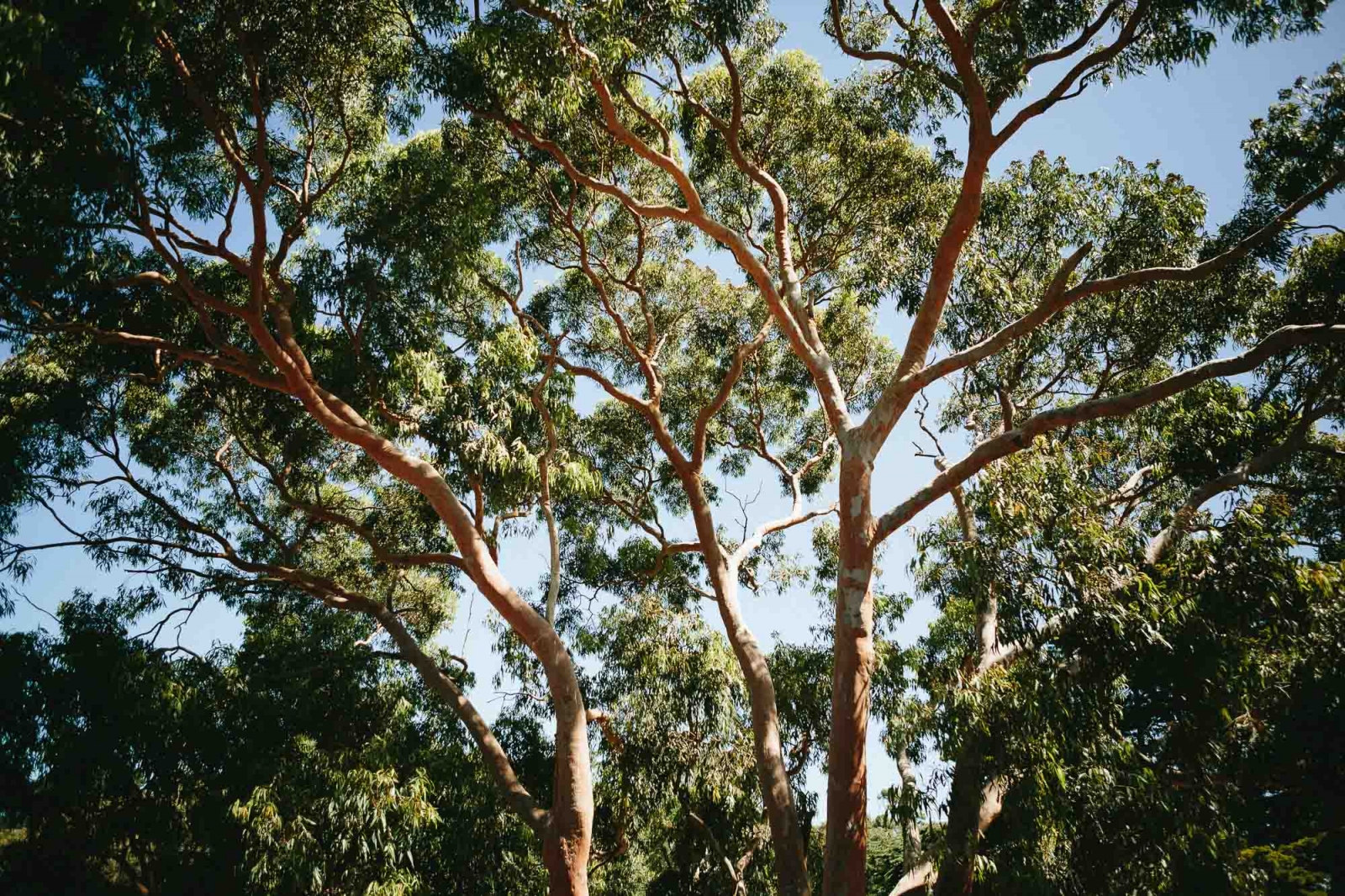 MrMunro MelbourneWeddingPhotographer